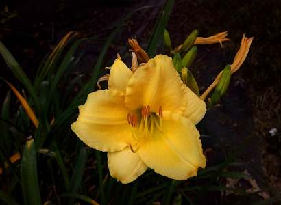 [A single fully-open yellow bloom with six petals in two sets of three. The upper three partially overlap the lower three so there is no air between the petals. The yellow stamen are tipped with brown ends.]